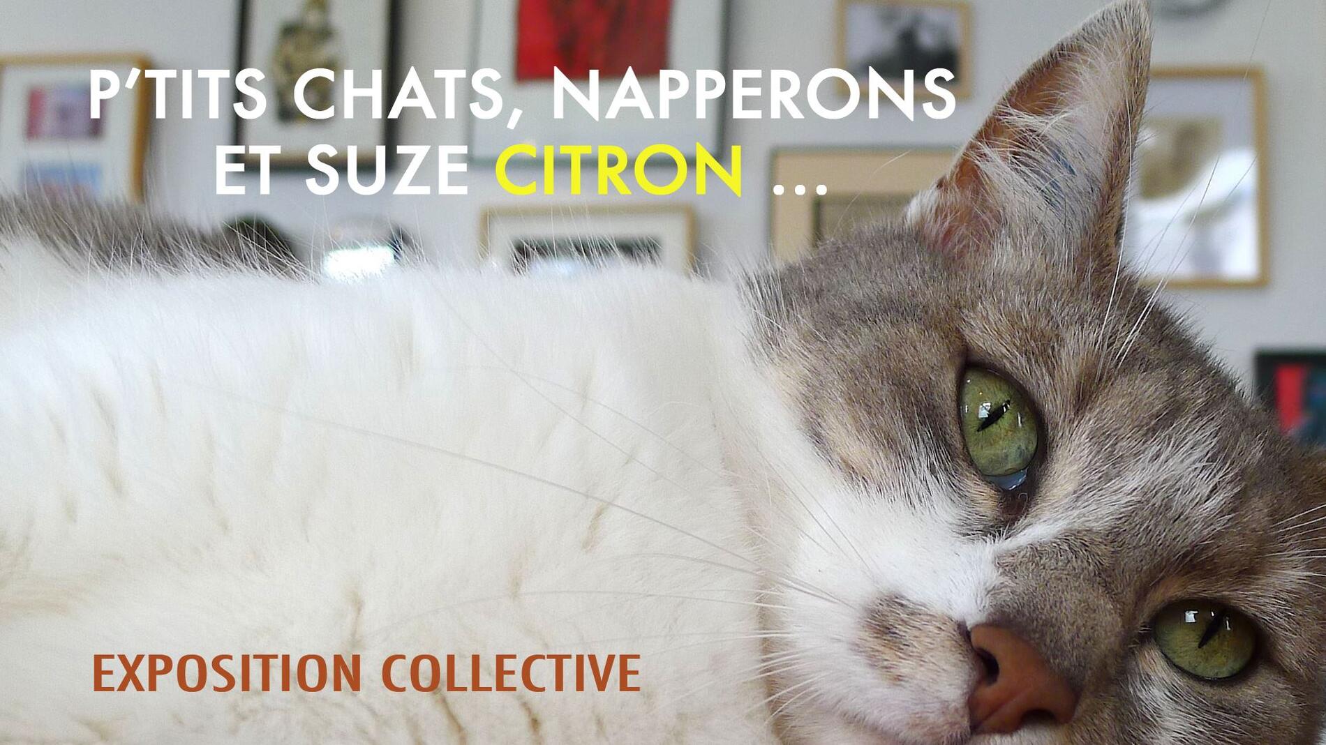 expo ptits chats, naperrons et suze citron du 1 au 4 mars.jpg