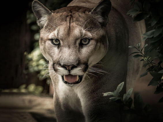 csm_felin_puma_bd9d940837.jpg