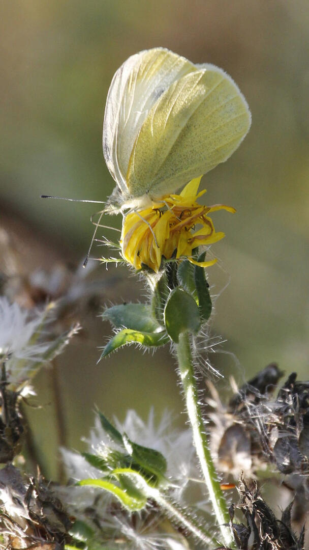 papillon-credit dominique Chaud.jpg