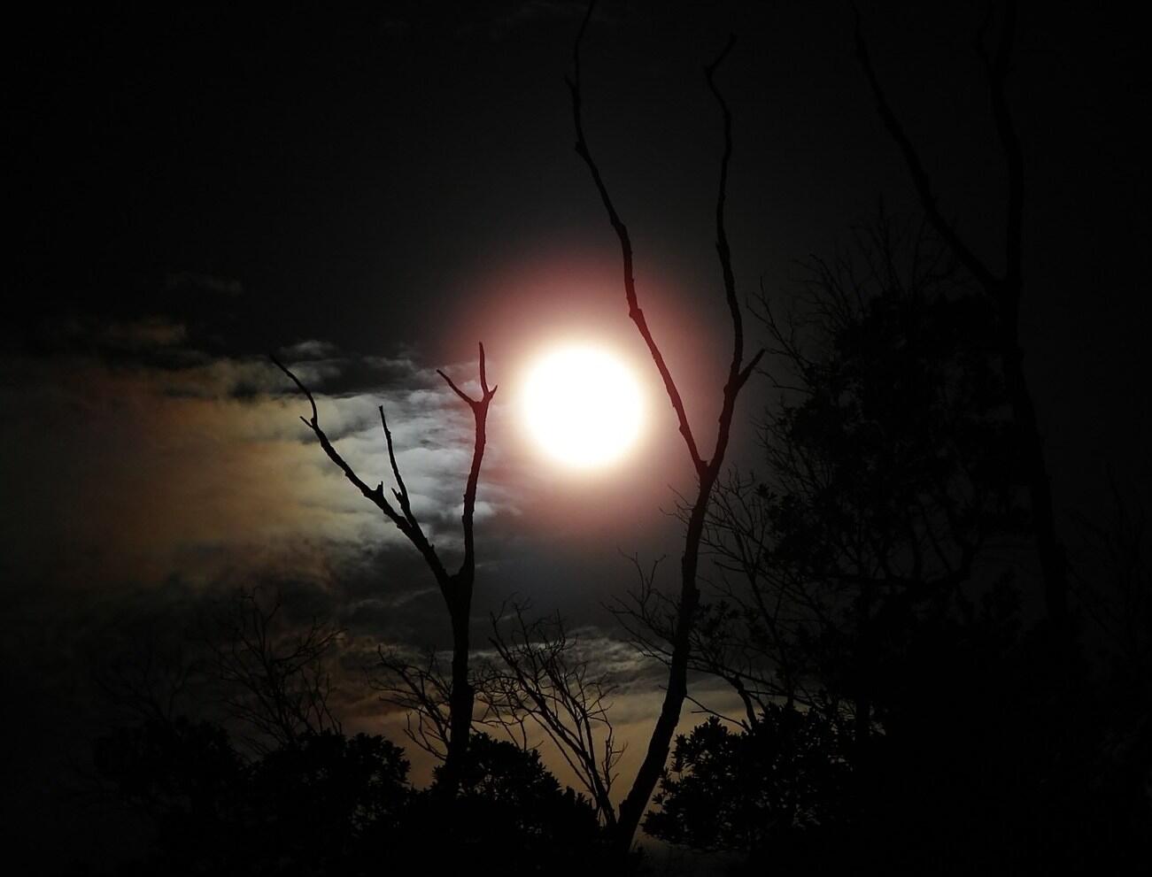 la-nuit-du-loup.70819.jpg
