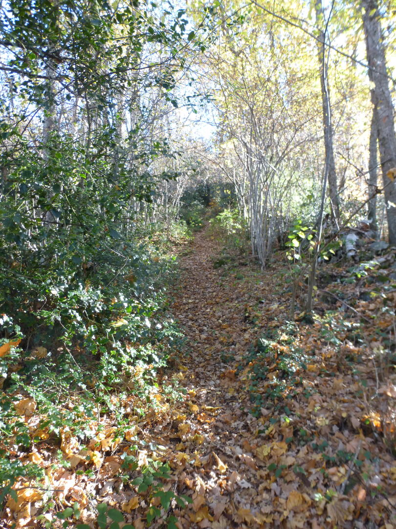 P1050718 Petches au pont du Rial.jpg