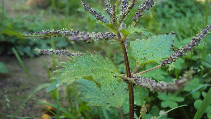 Découverte-et-dégustation-plantes-sauvages.jpg