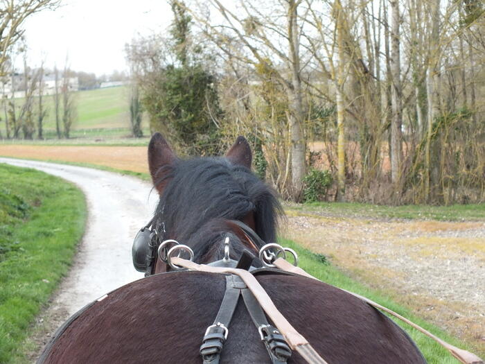 Circuit_nature_attelage_Ferme_equestre_naturelle_Les_Grillaults_La_Roche_Posay.jpg