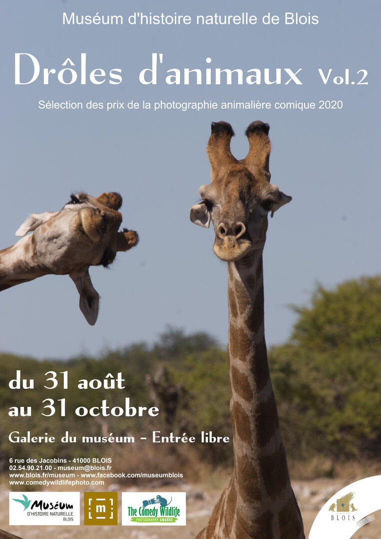 Drôles d'animaux.jpg