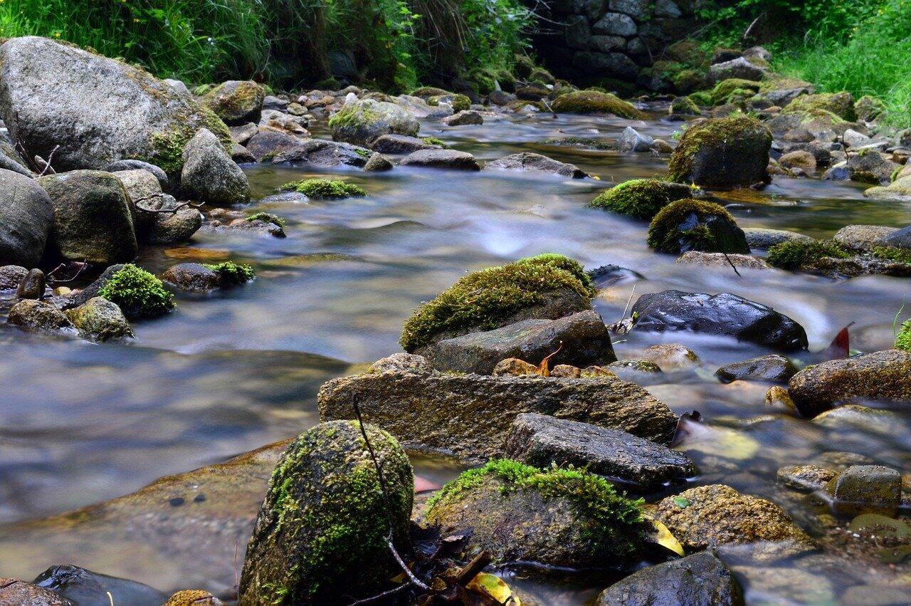forest-869429_1280.jpg