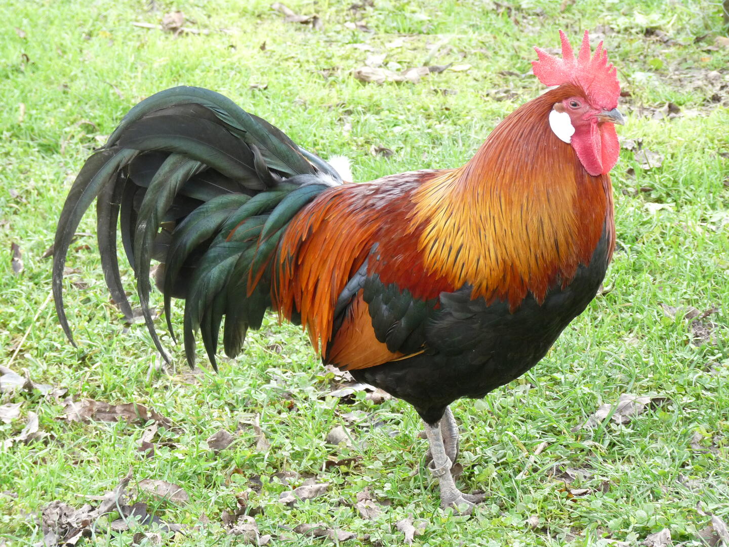 brico damien 050.JPG