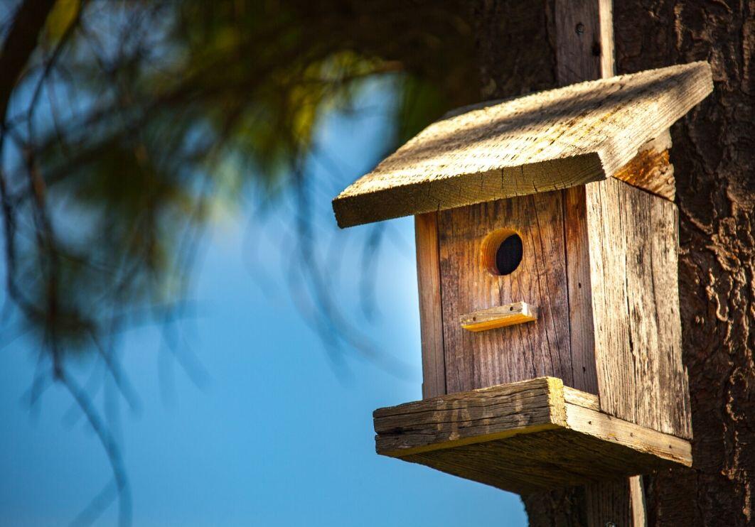 atelier création cabanes oiseaux.jpg