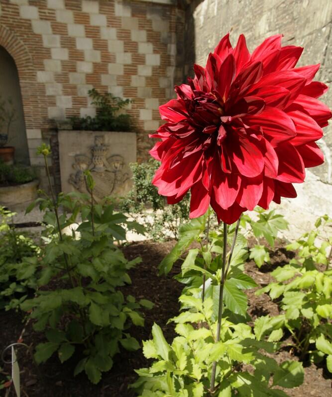 JARDIN MED VAULUISANT.JPG
