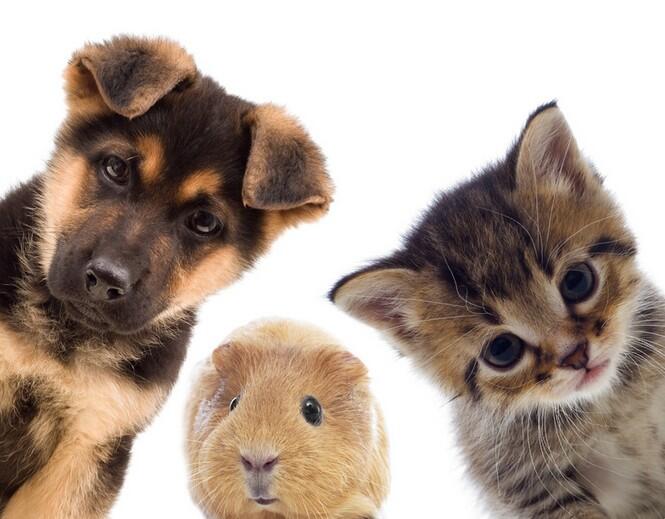 animaux.jpg