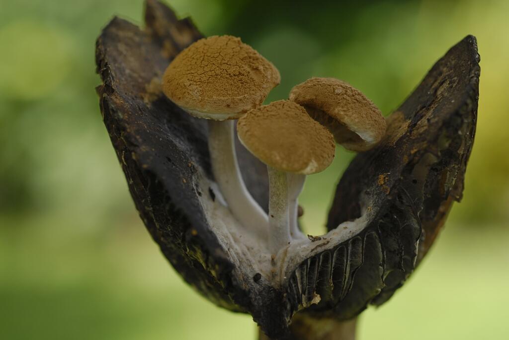 Nyctalis asterospora - Alain Champagne - PnrFO.jpg