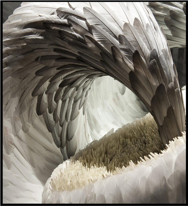 plume concert reims.jpg