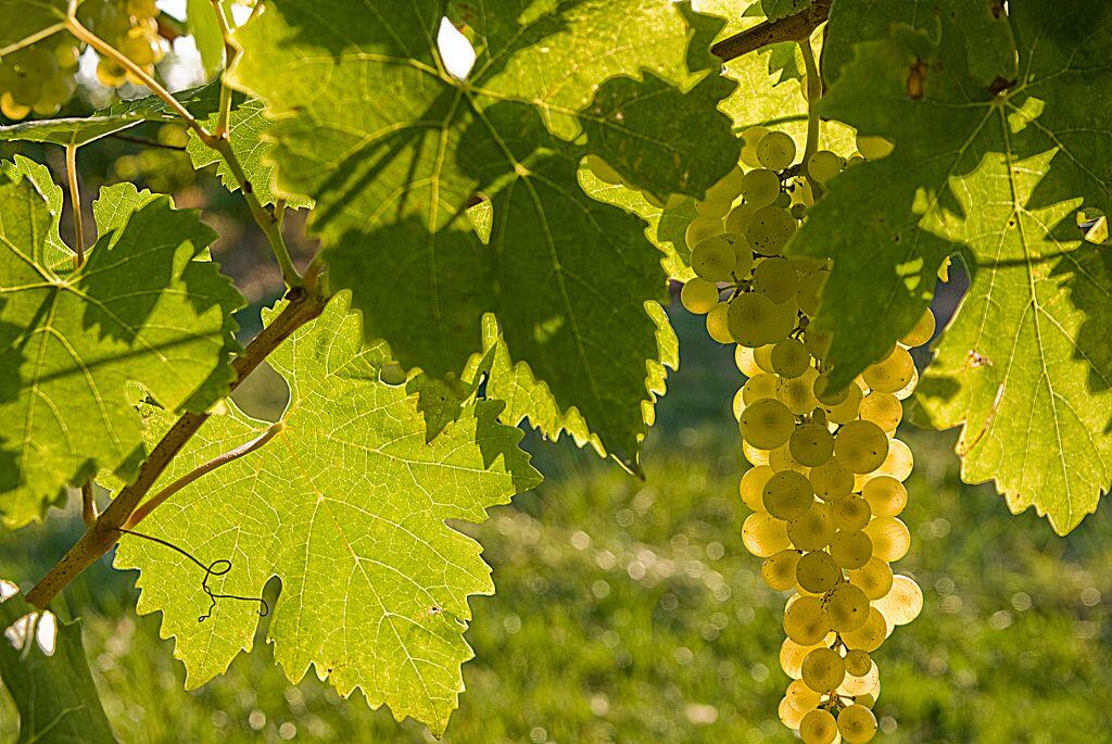 Vignes