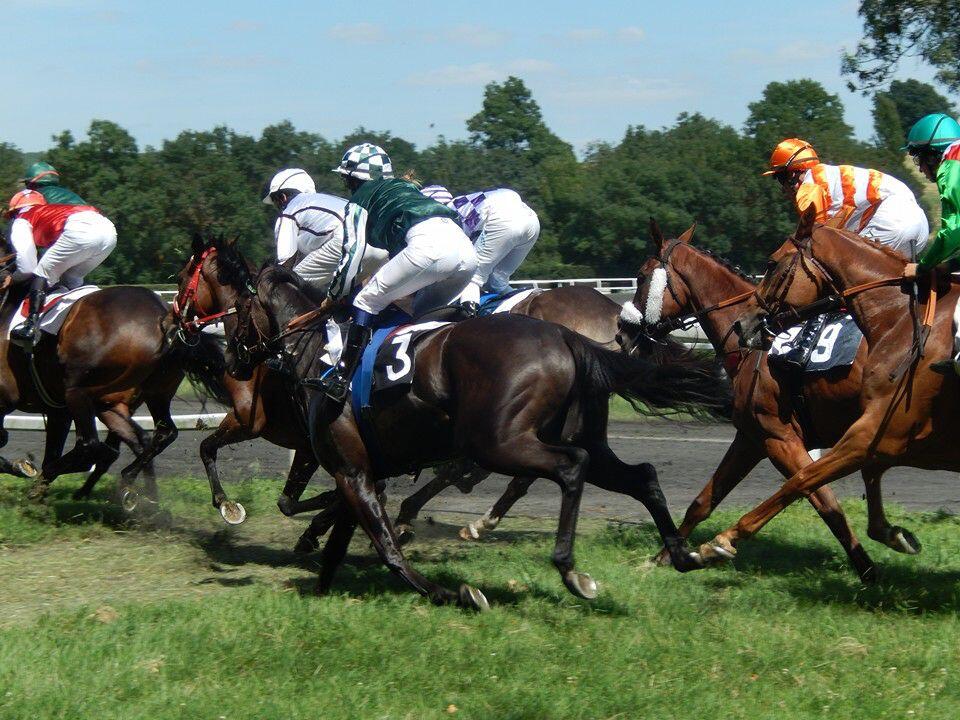 courses hippiques