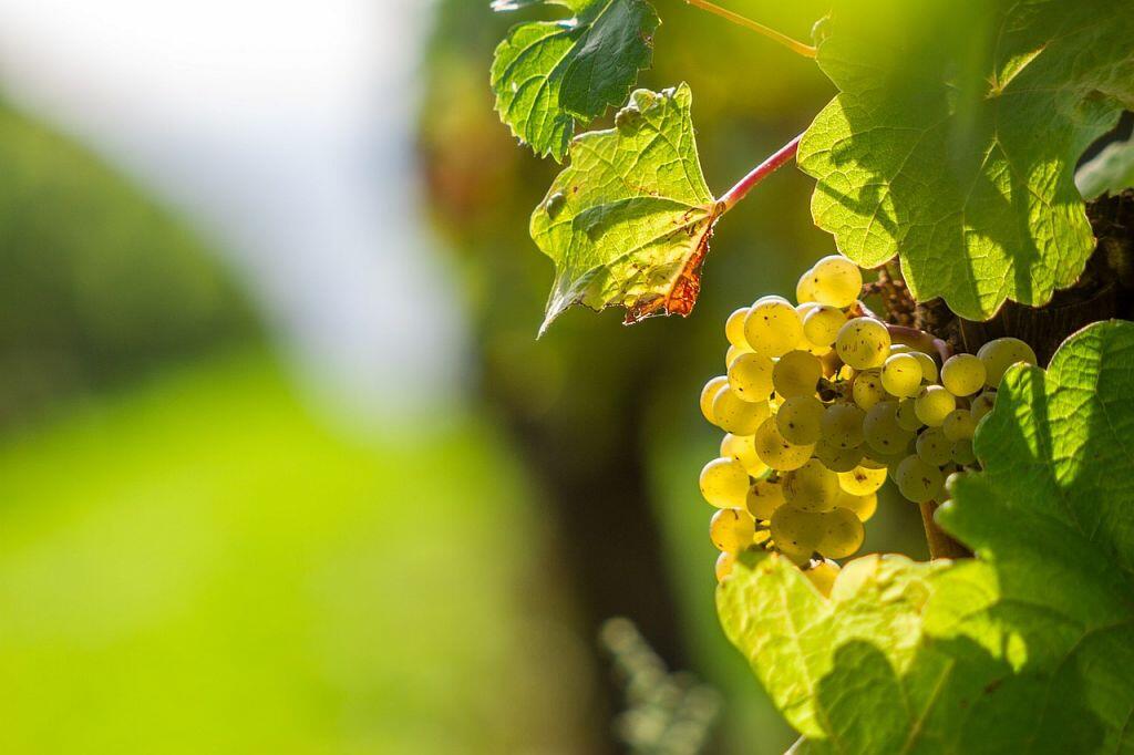 Vin des Côtes de Gascogne