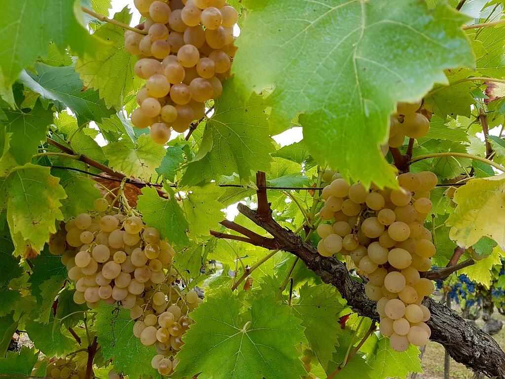 DOMAINE