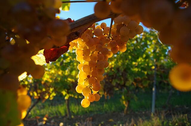 Domaine de Meillan