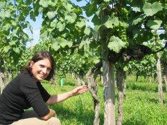 DOMAINE LABRANCHE-LAFFONT
