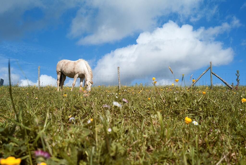 cheval