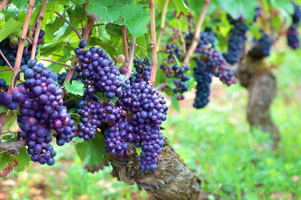 la vigne