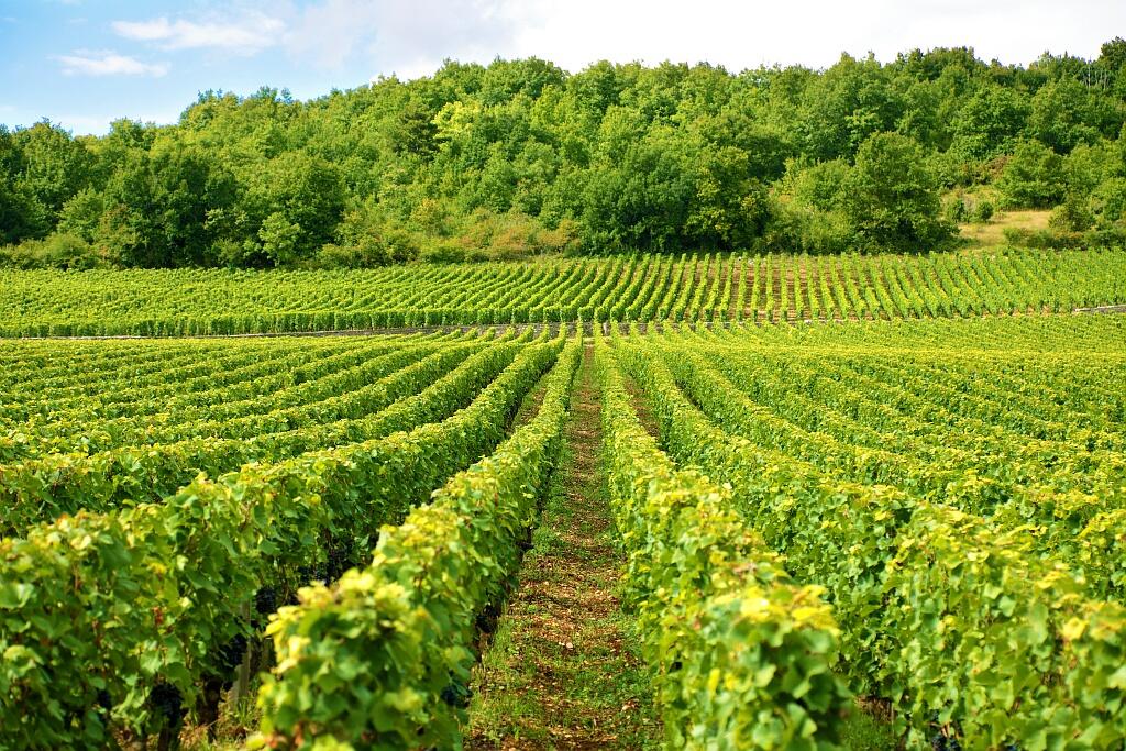 Route des vins