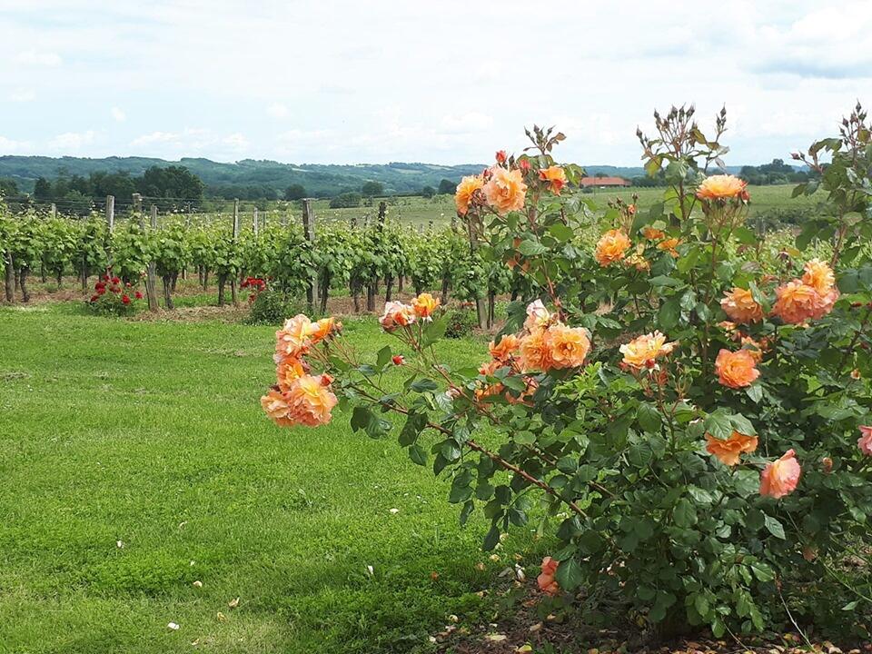 vignes