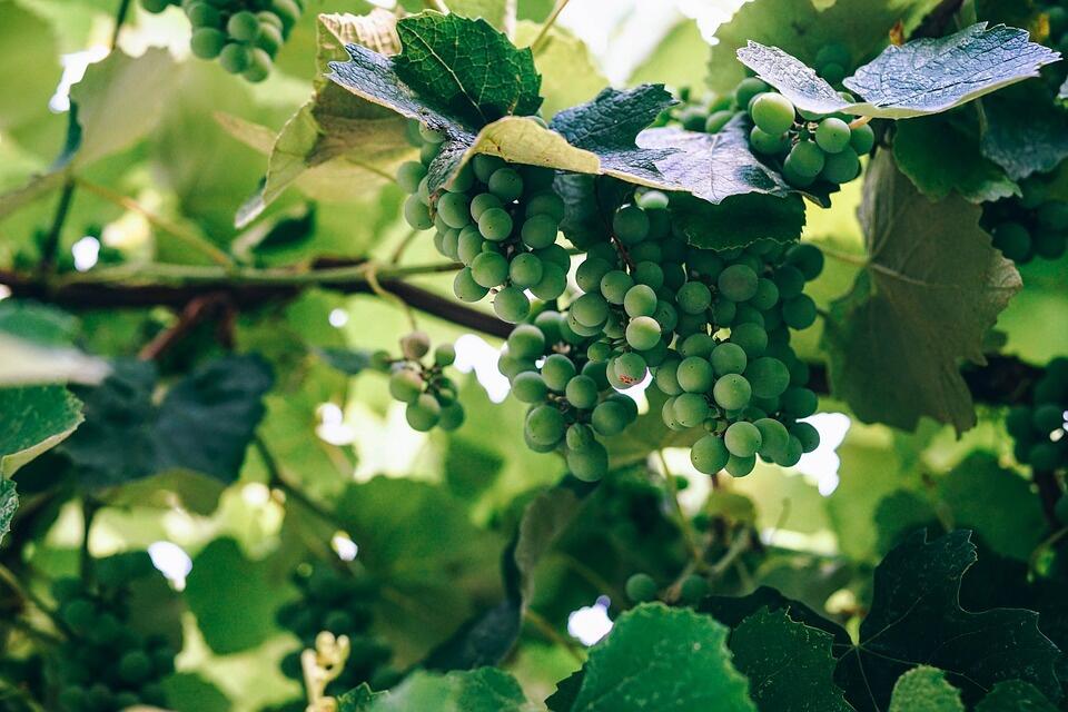 Vignes