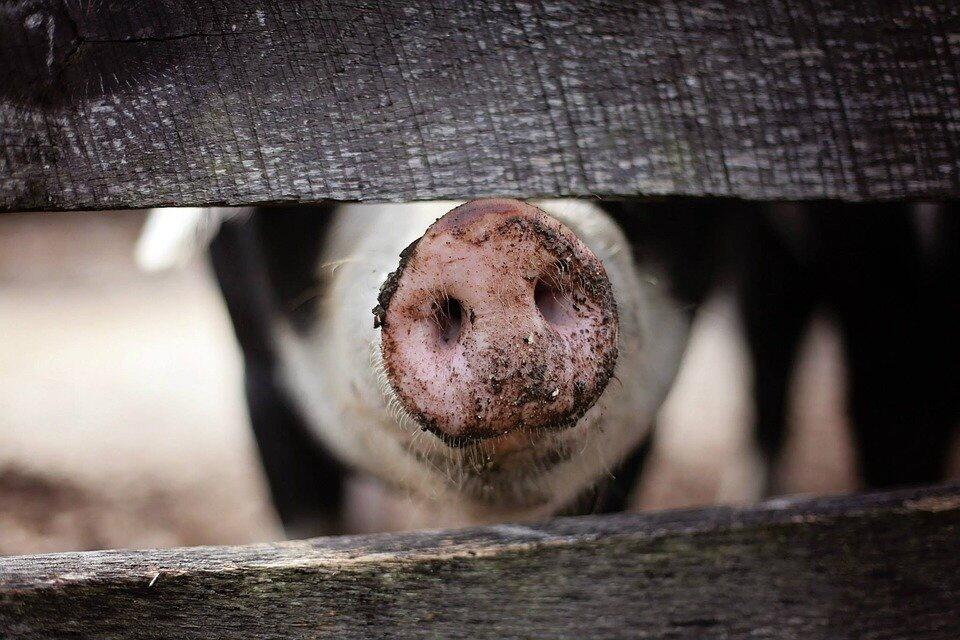 Producteur de Porc fermier