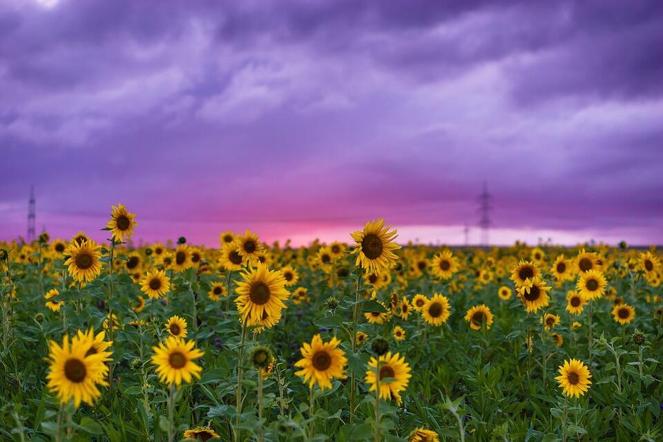 photo nature