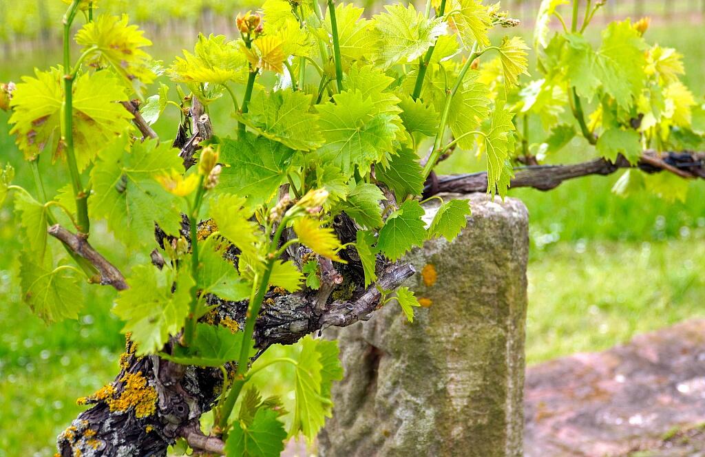 Portes ouvertes Domaine de Caude - Ténarèze - Gers