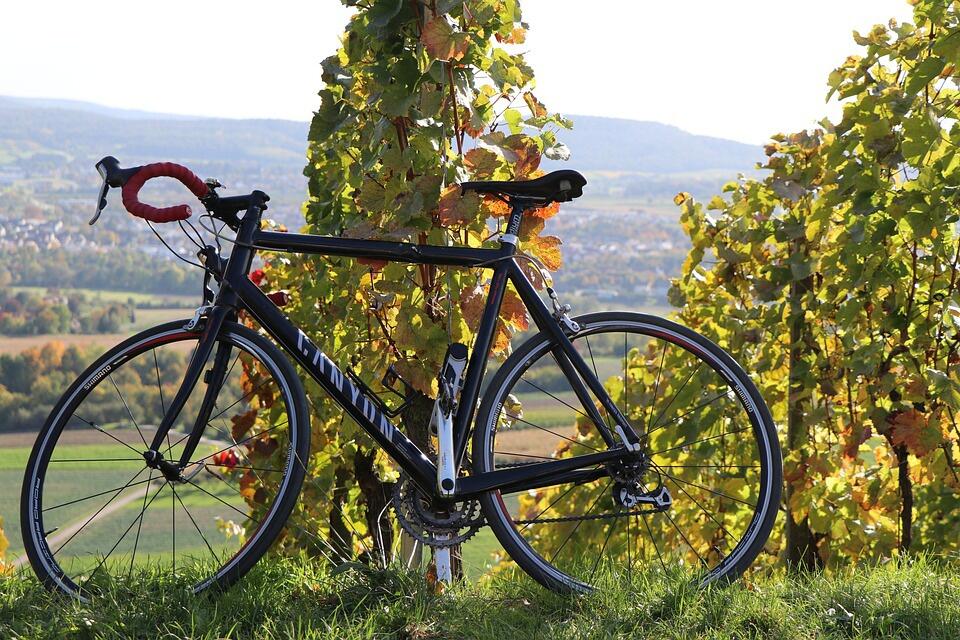 vélo dans le vignoble