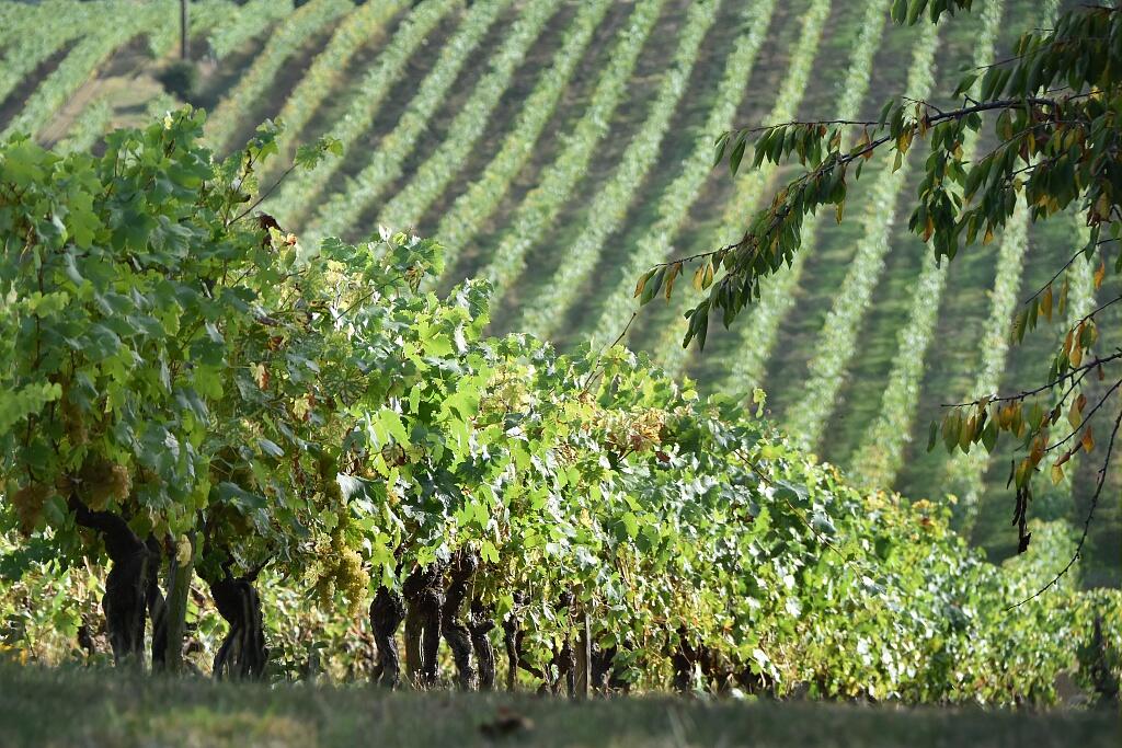 domaine de bilé
