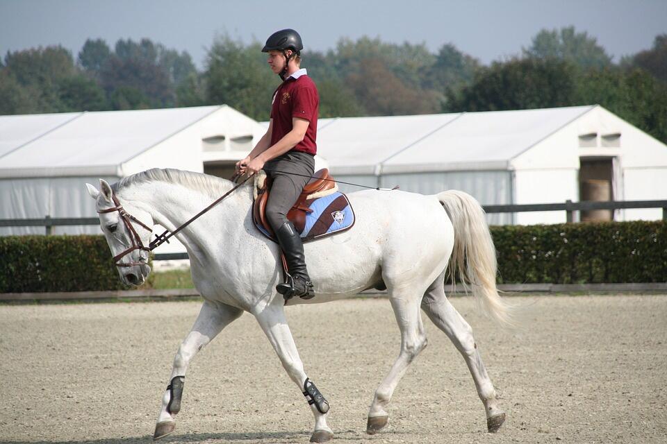 Stages dressage