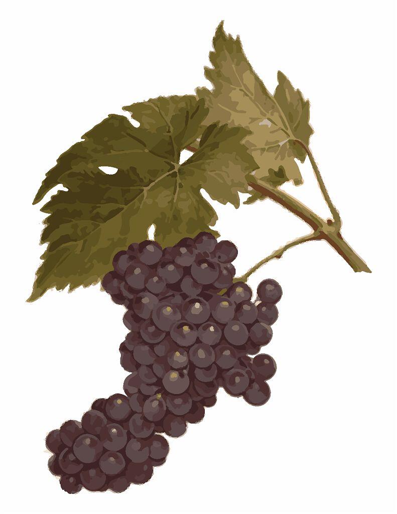 VineArt