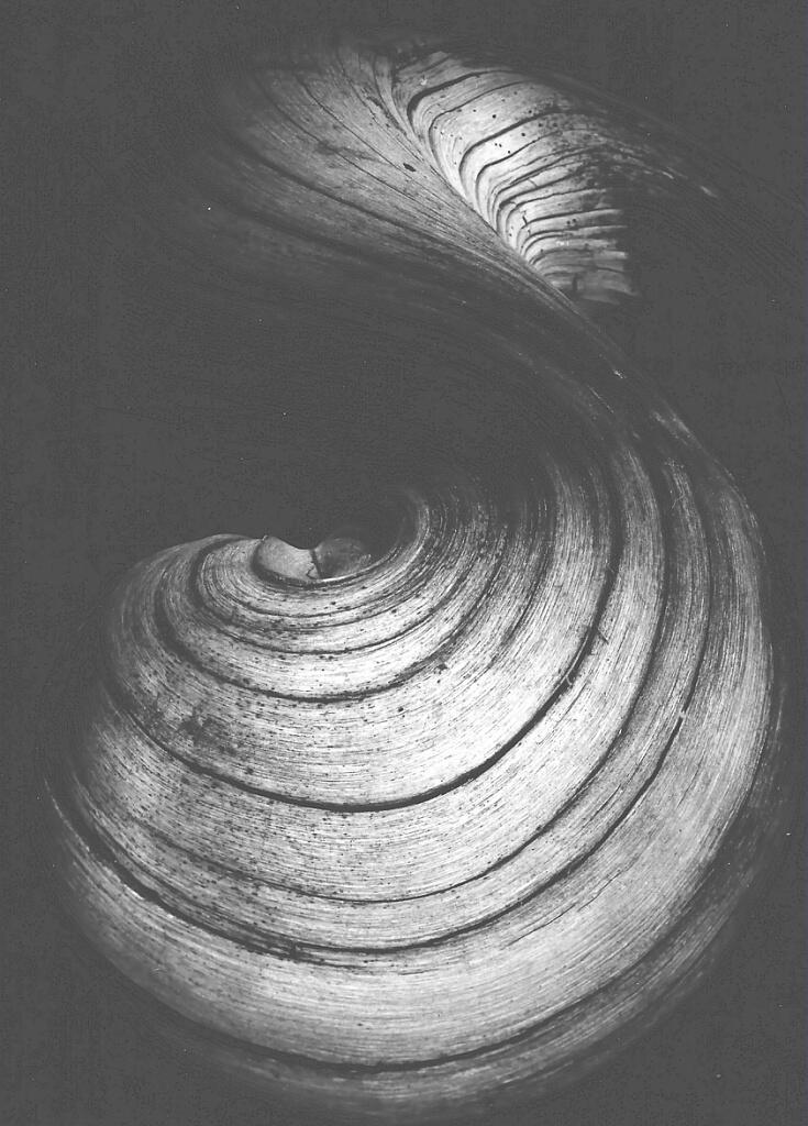 Exposition à Flaran