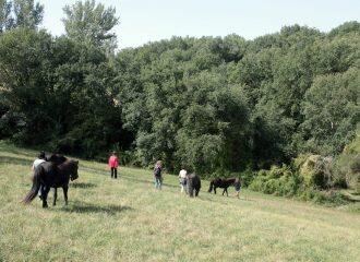 promenade nature