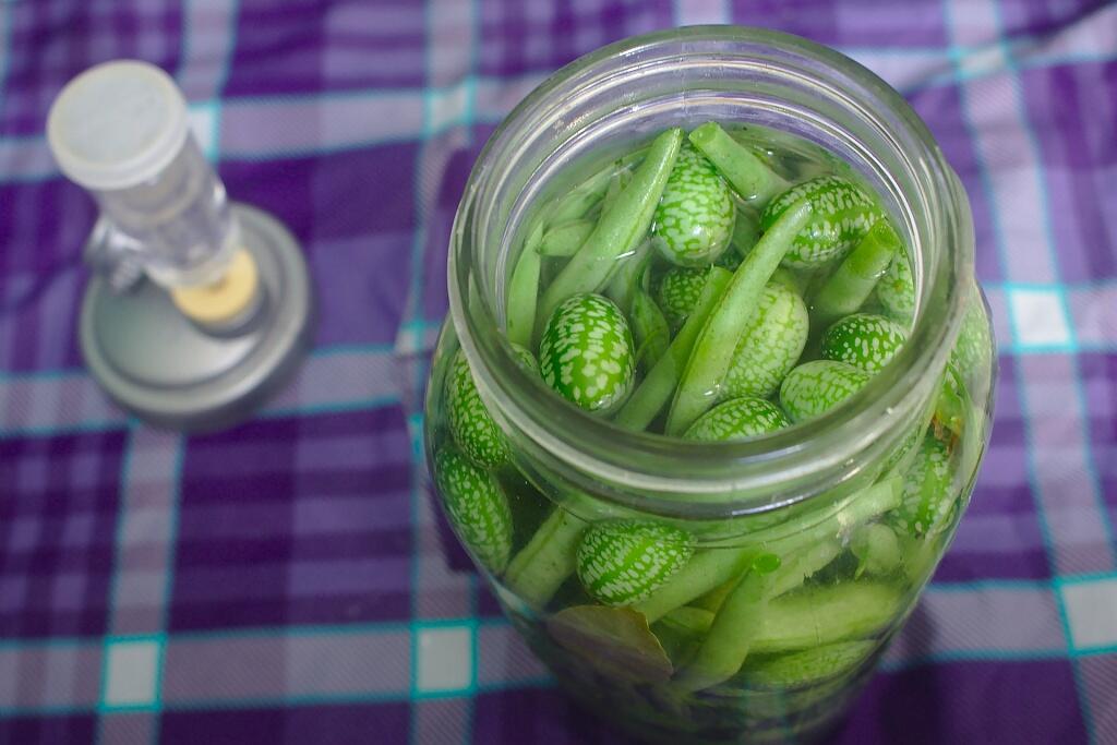 Découverte de la lactofermentation