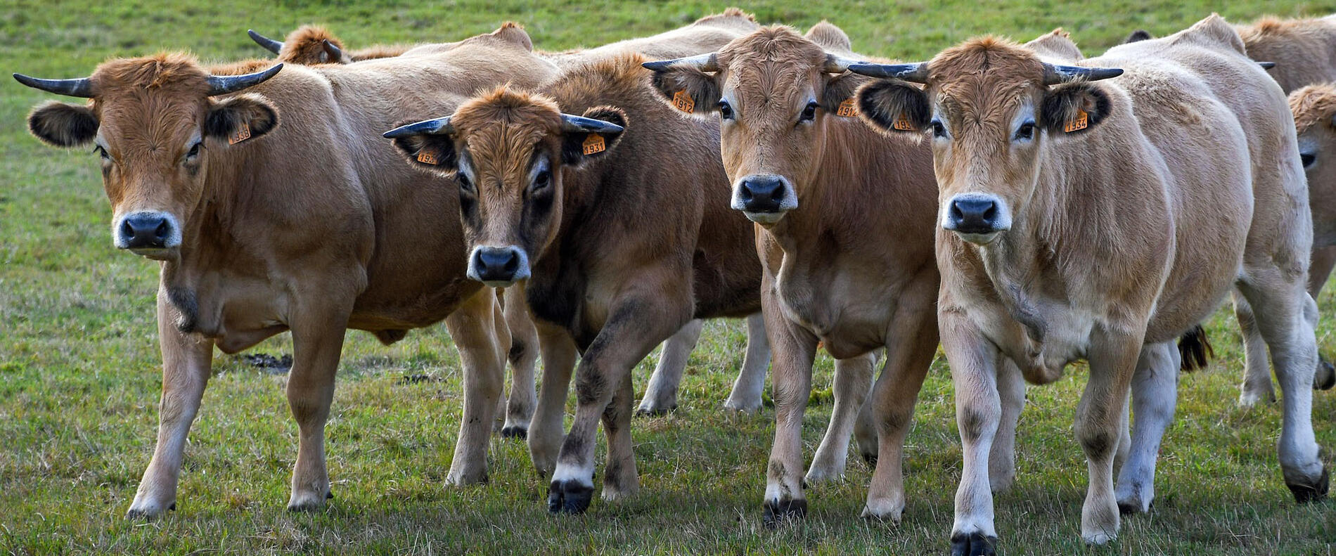 La ferme de Challoulet
