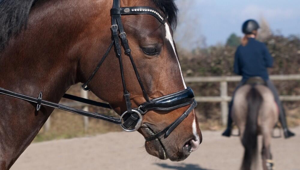 équitation