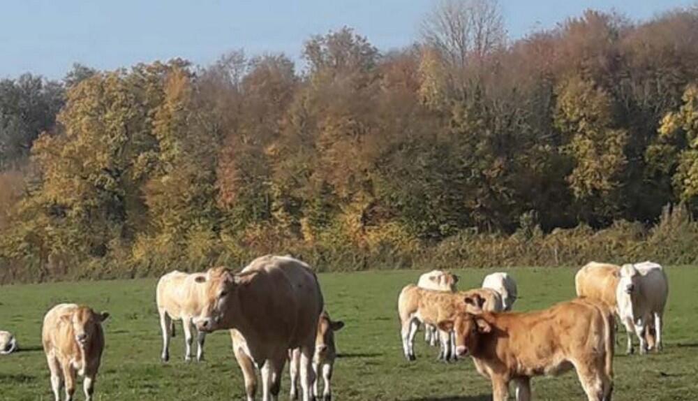 Gaec-clos-des-Marion < Autreppes < thiérache < Aisne < Hauts-deFrance