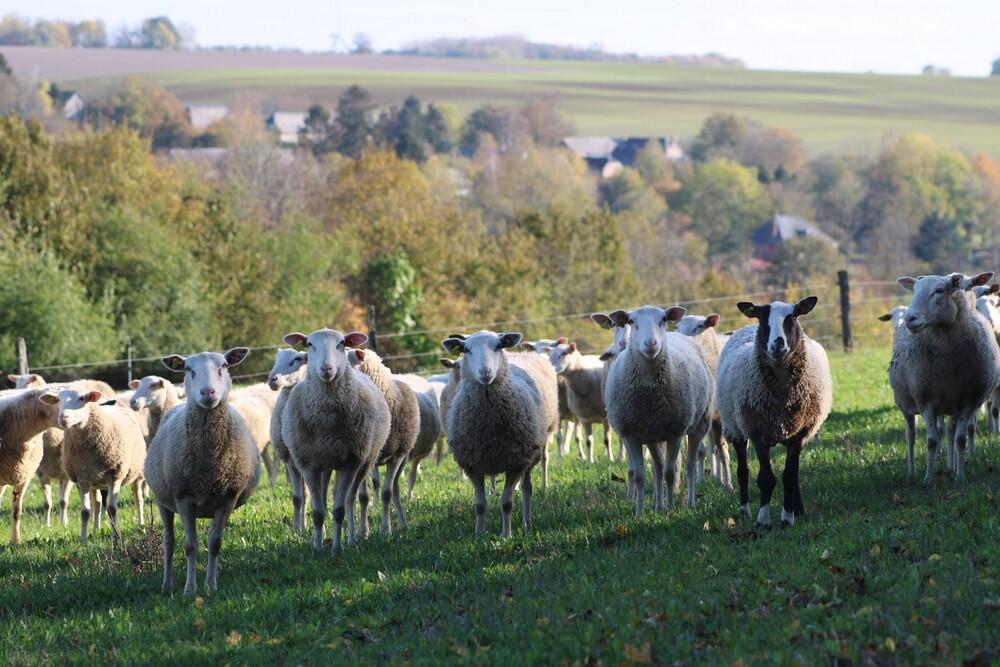 La bergerie < Montloué < Thiérache < Aisne < Hauts-de-France