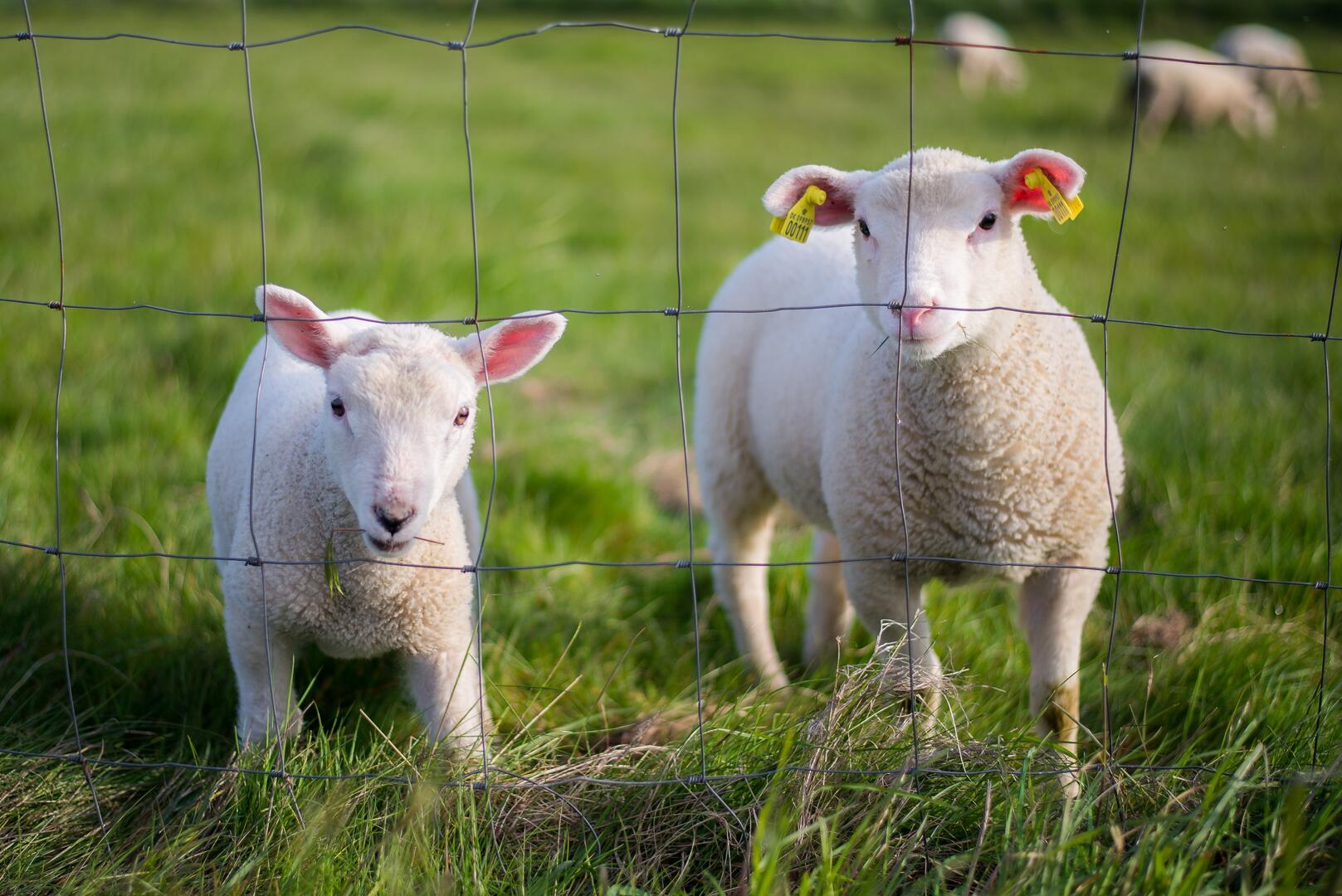 lamb - freepik le cable