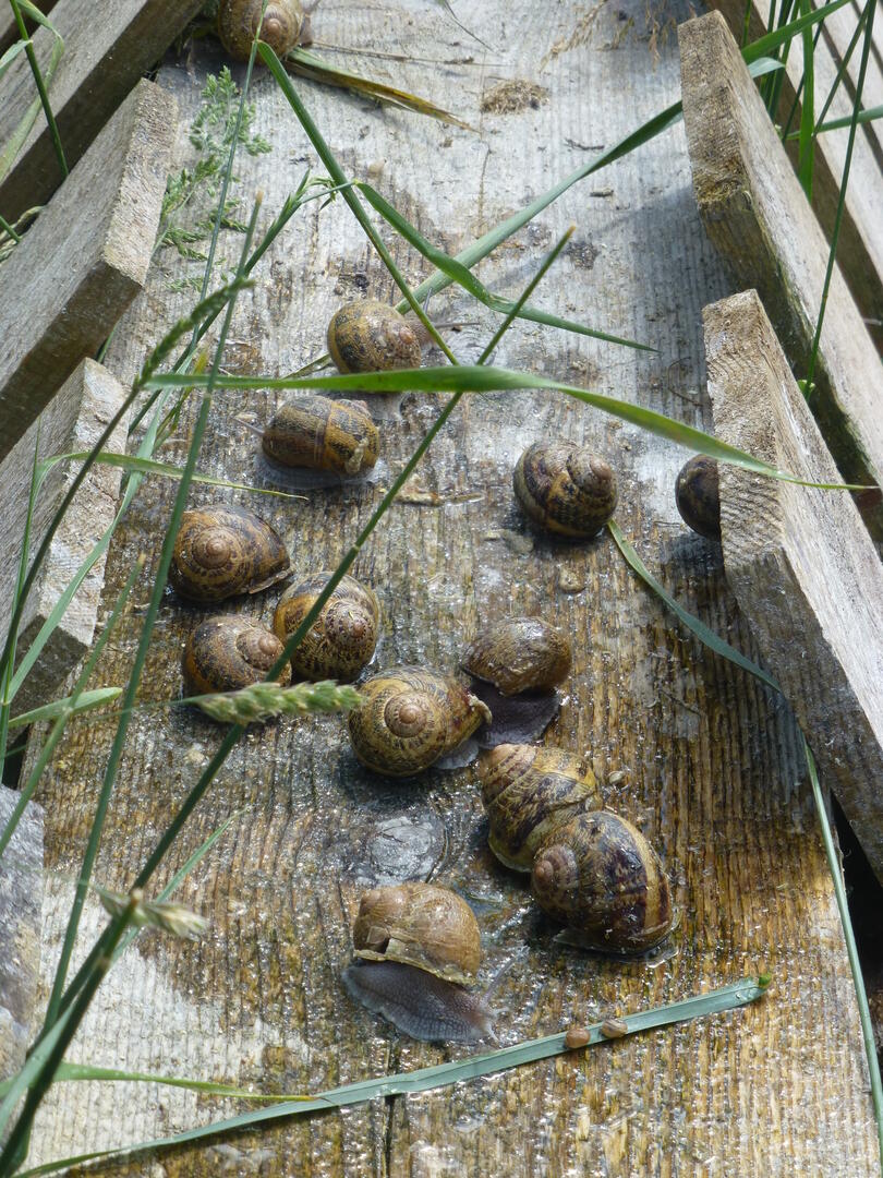 L'Escargot des Prés