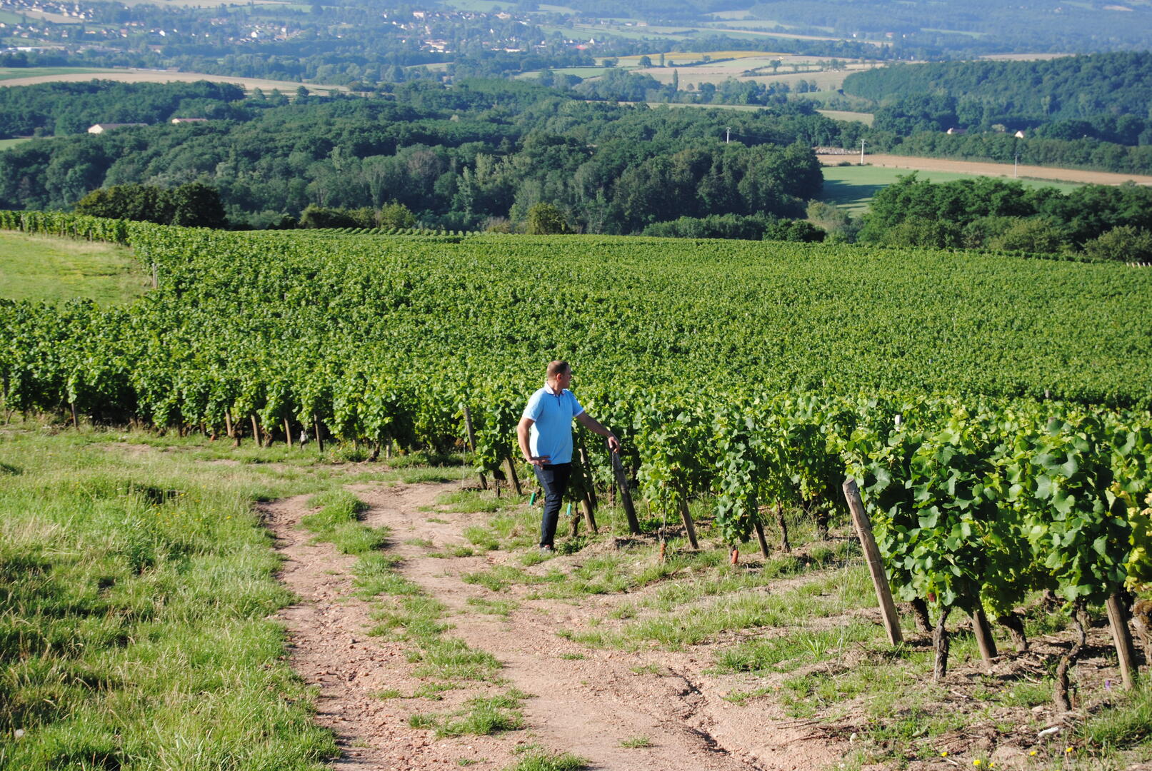 Vignoble couchois