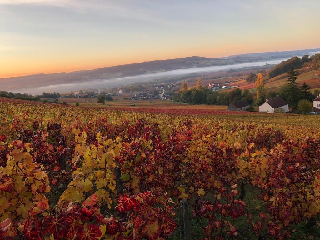 LA VIGNE DE SANTENAY EN CHARON
