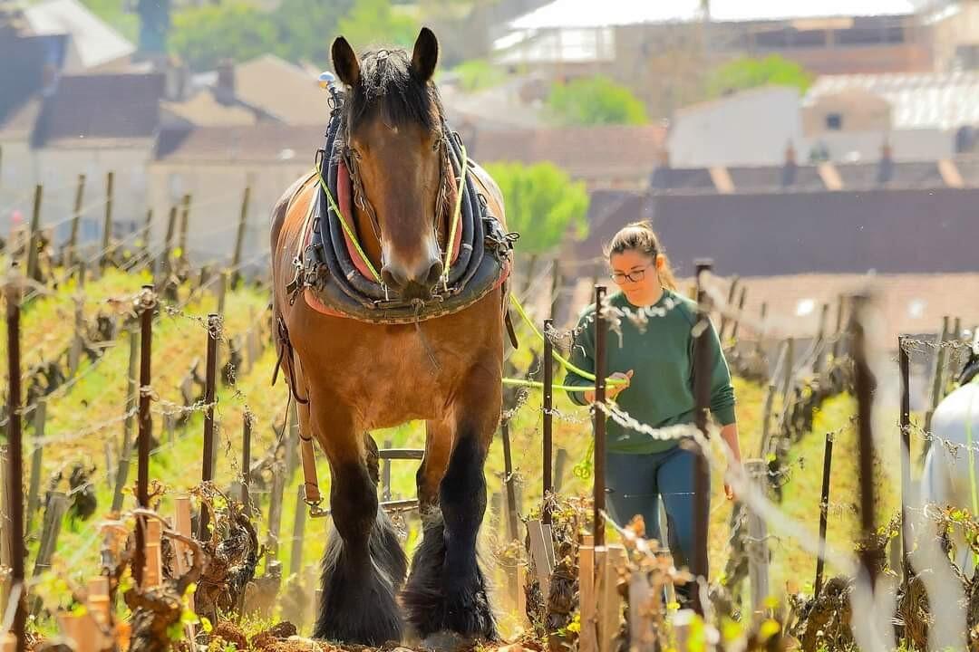 Traits des Vignes