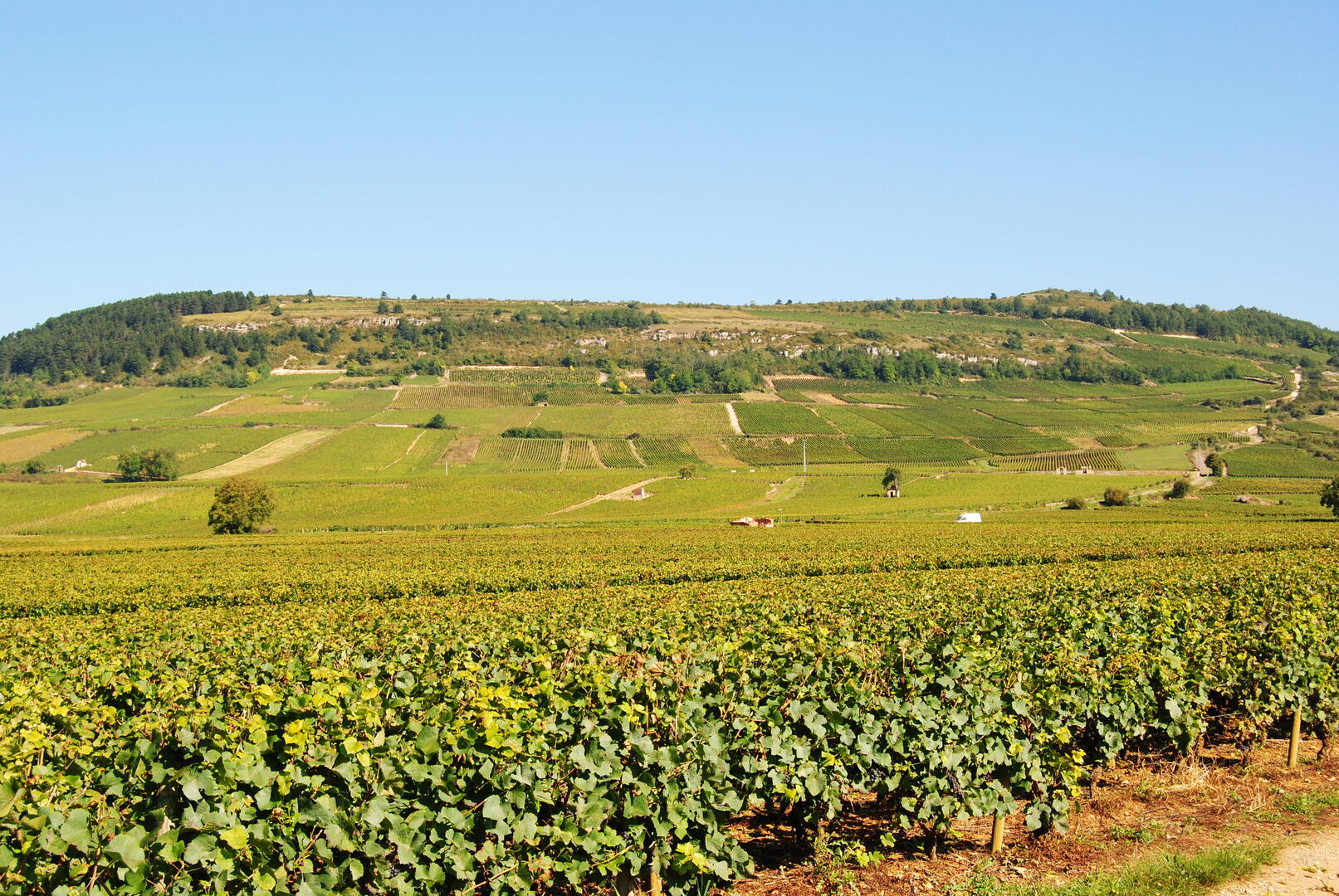 Vignoble des Maranges