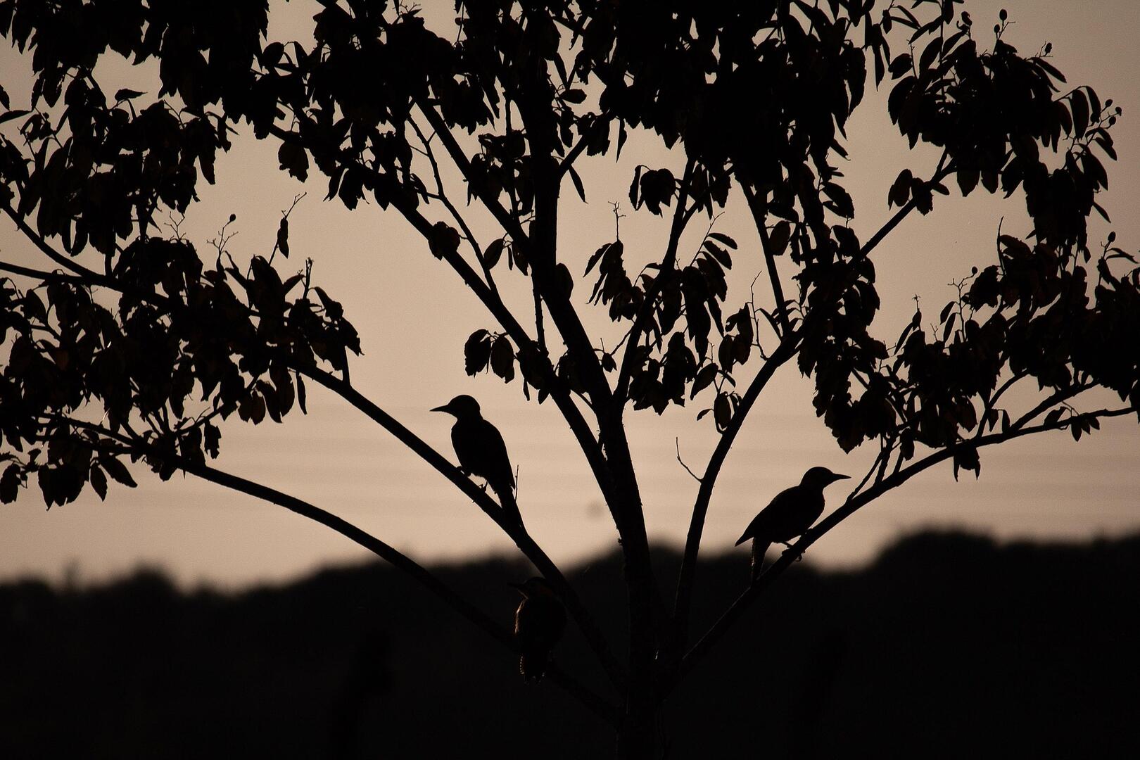Oiseau_nuit_ldd©D.R.