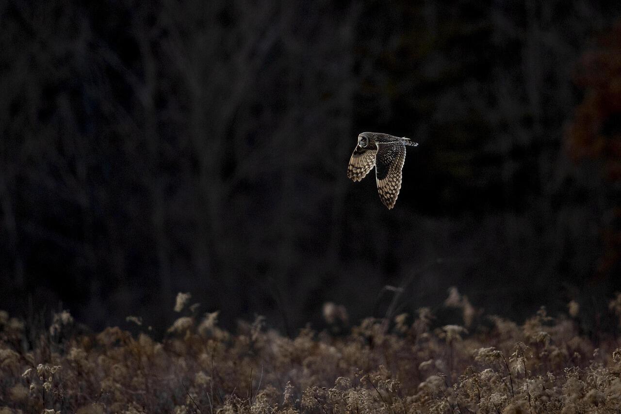 Chouette_vol_nuit©Barbara Starr Caroll_pixabay