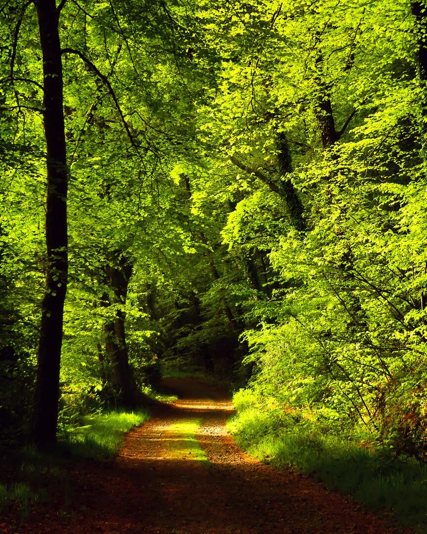 foret de Coat-an-Noz