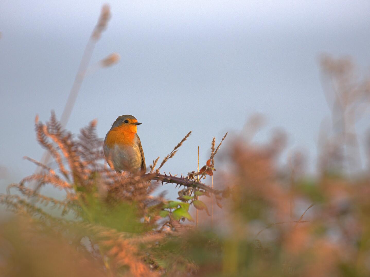 Rouge gorge_Landes du Crano©Thierry_Delhorme_fdc56